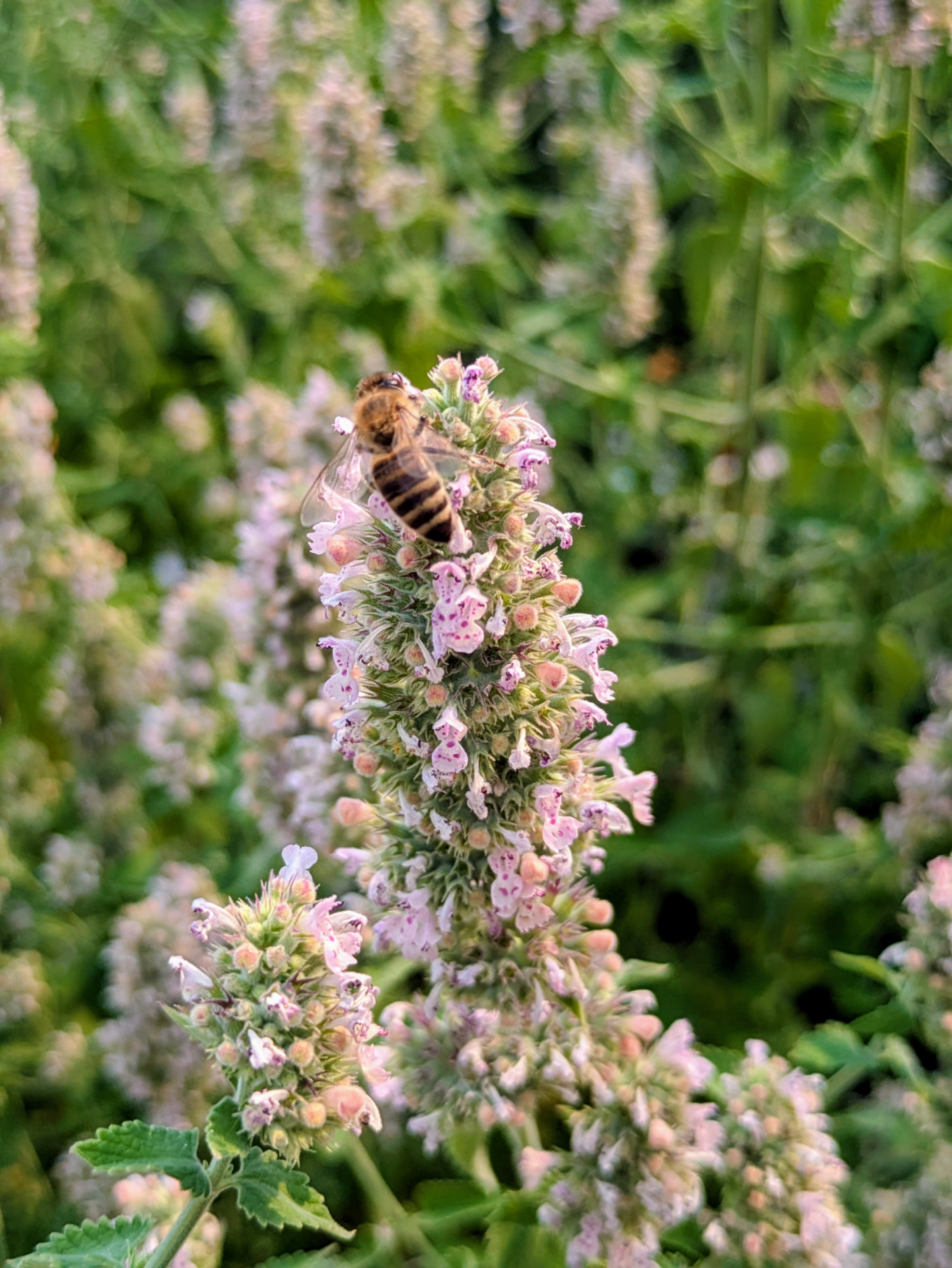 Honeybee working a flowering catnip spike in the field